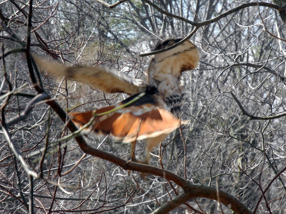 Hawk spreads wings and ties off in Durand Eastman Park