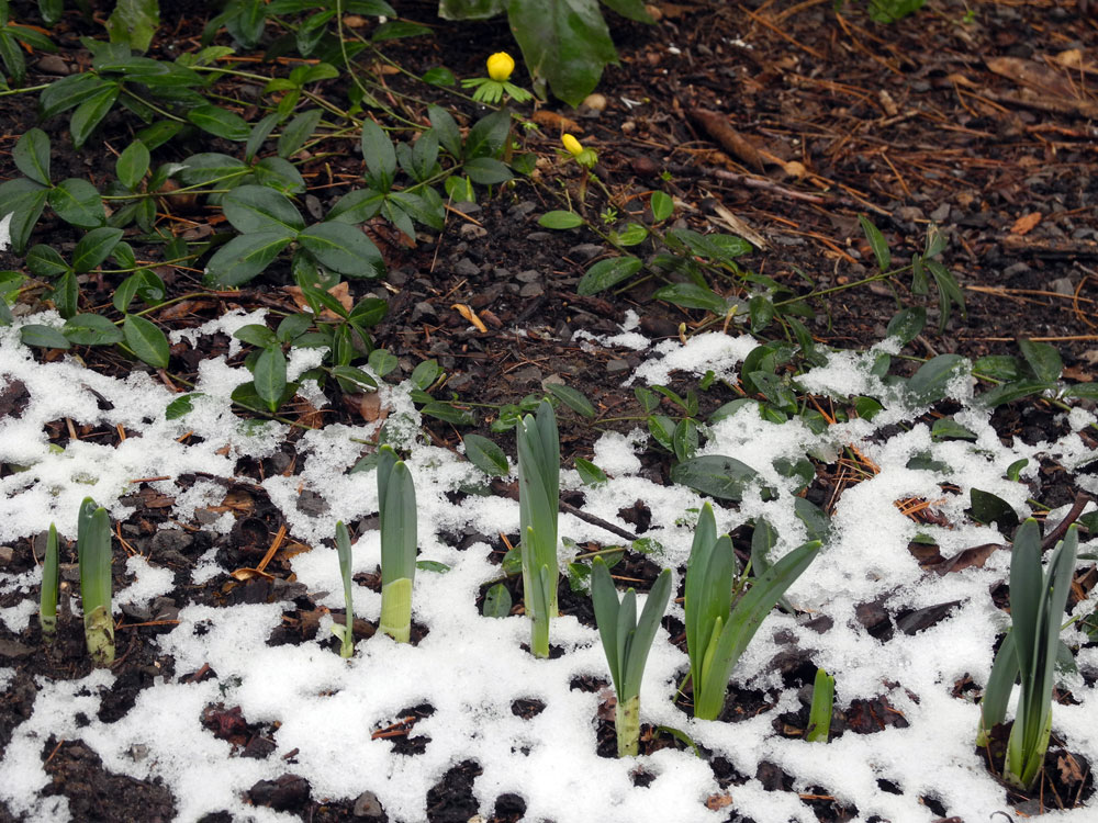 Winter Aconite and daffodils in snow