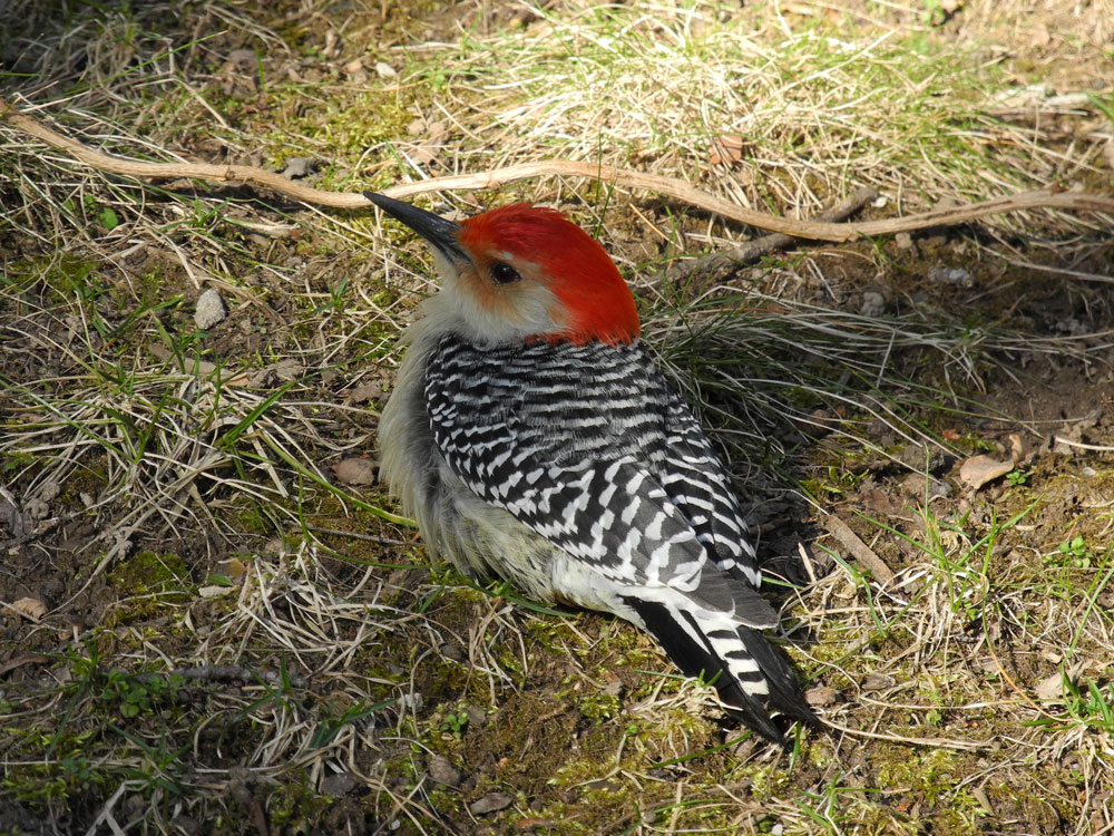 Woodpecker in backyard after flying into our window