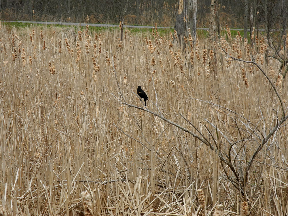 Red wing blackbird in marsh on Hoffman Road Rochester, New York