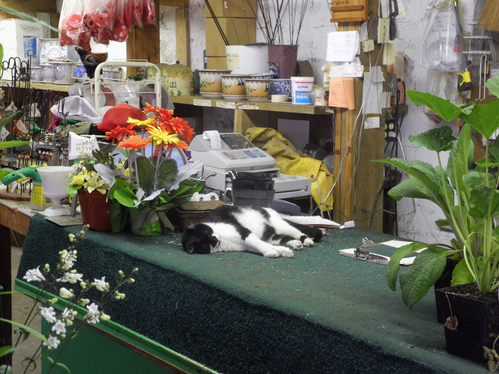 Cat on counter at Case's Garden Store Norton Street in Rochester, New York