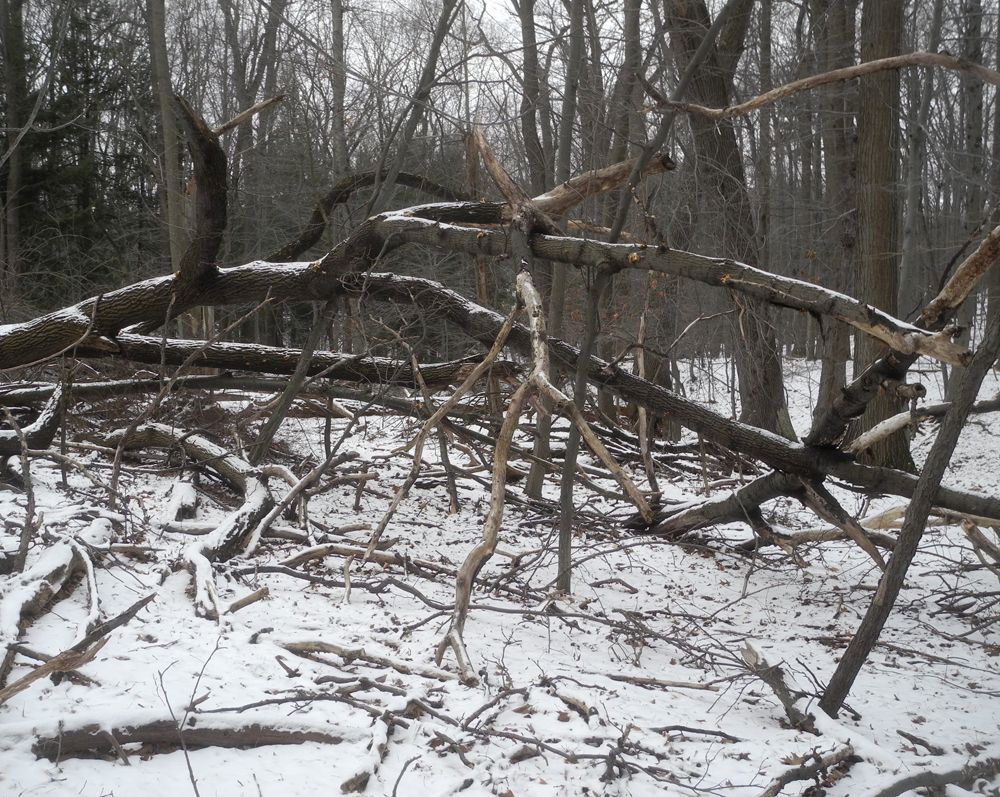 Fallen trees in winter ala Franz Kline