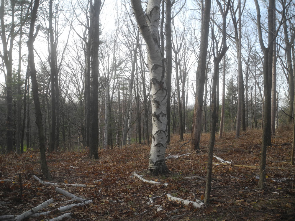 Birch tree with fallen limbs in November