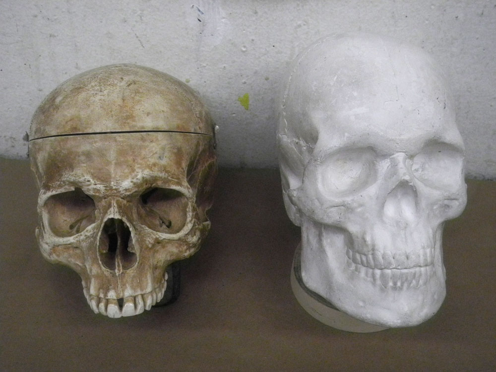 Two skulls in art class