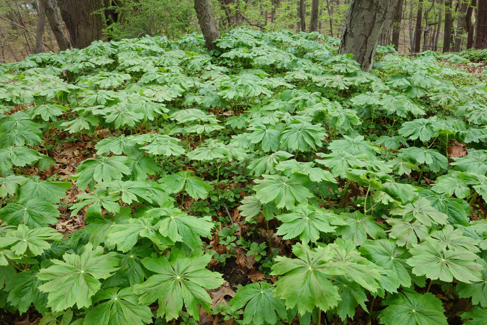Mayapples in woods on May