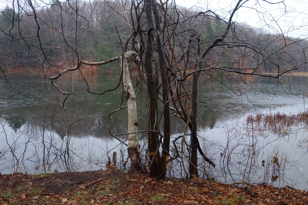 Small tree cluster on Eastman Lake in Rochester, New York