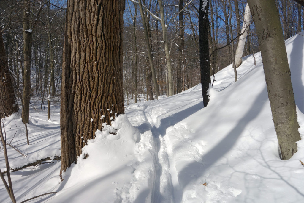 Ski path through Commons