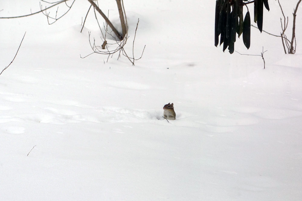 Chipmunk in snow in the backyard