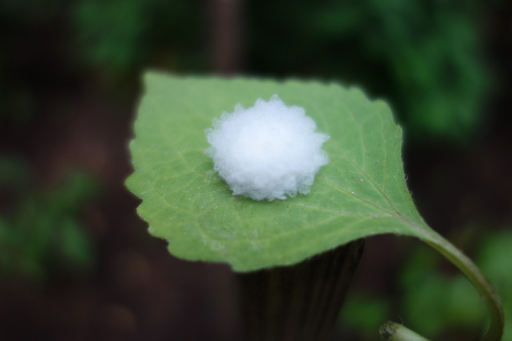 Cynipid Gall Wasp on underside of a leaf found in our cilantro patch