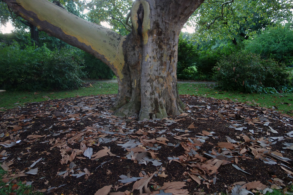 Sycamore tree at the Eastman House in Rochester, New York