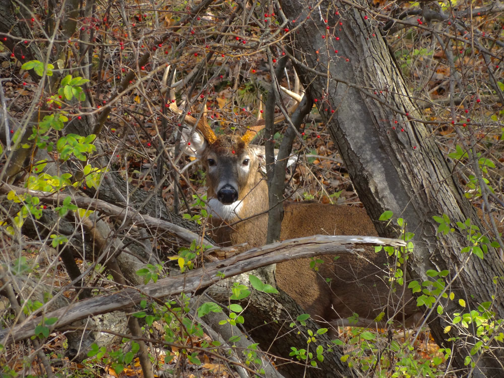 Close up of buck on Hoffman Road in Rochester, New York