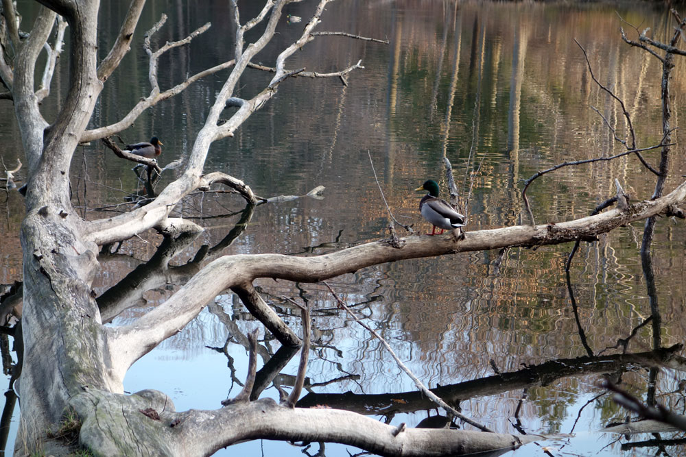 Ducks in trees on Eastman Lake