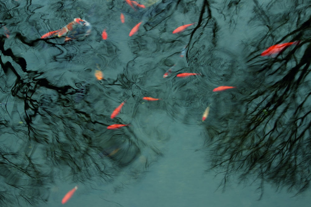 Goldfish in Jared's pond in December