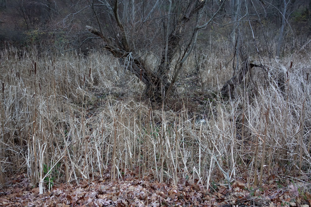 Grey brown tree in marsh