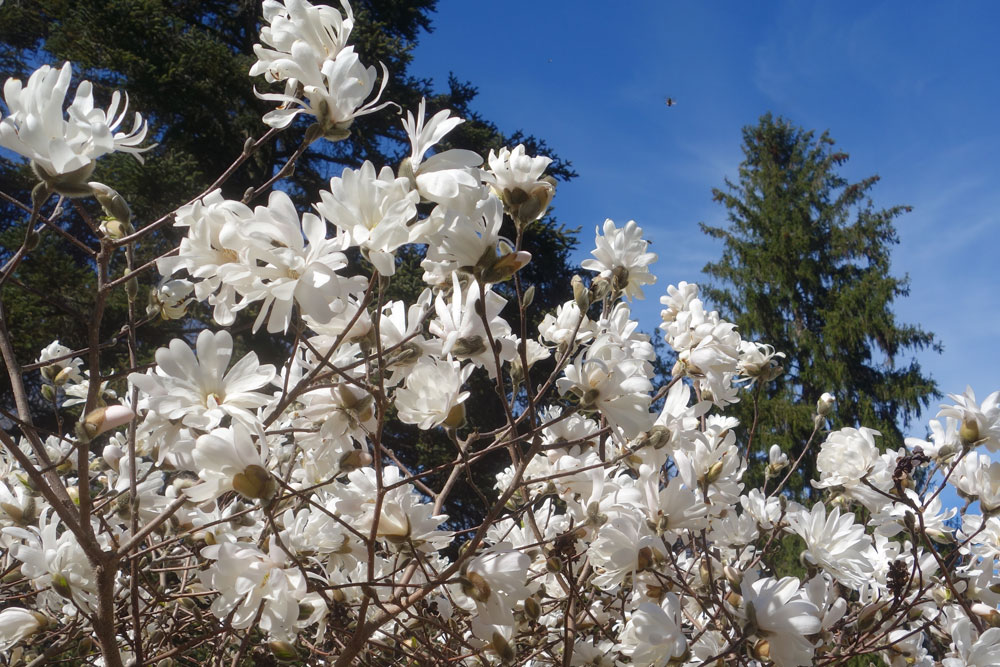 White Magnolias and bees in Durand Eastman Park mid April 2016