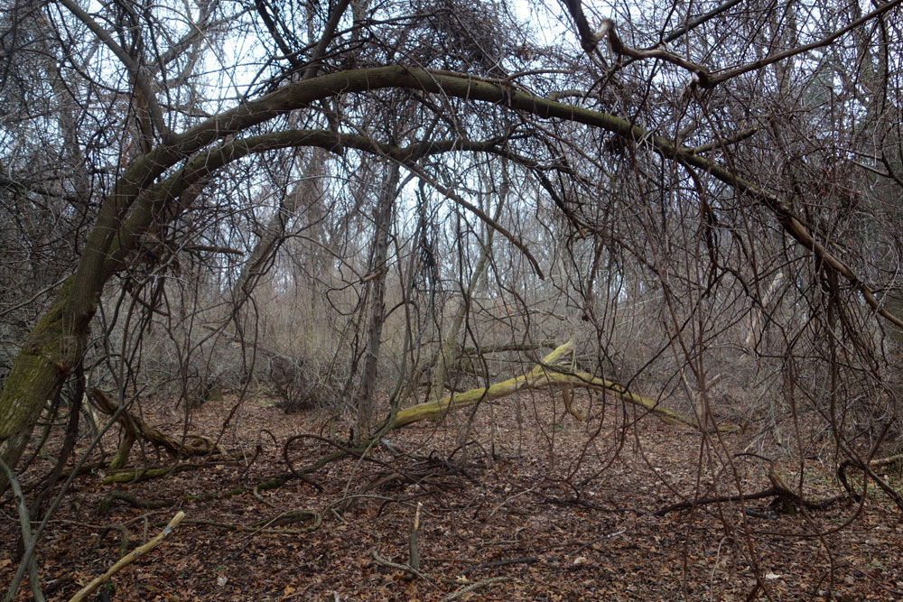 Vines on trees in Spring Valley early April
