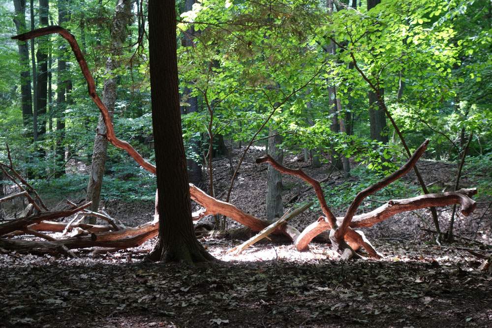 Fallen tree sculpture with sun in woods near our house