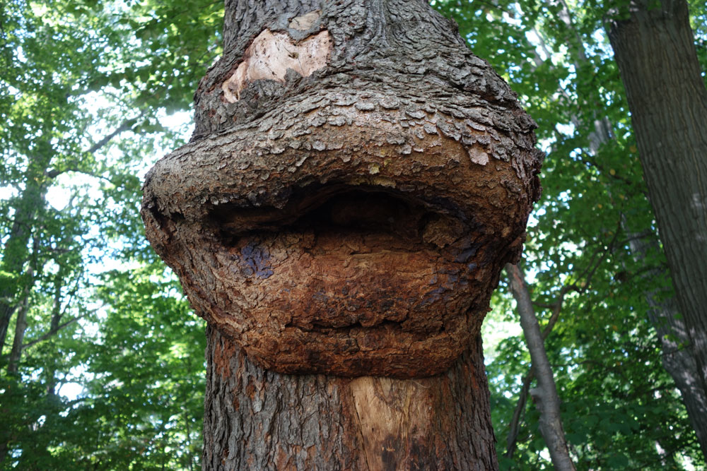 Tree with big lips in woods near Durand Eastman