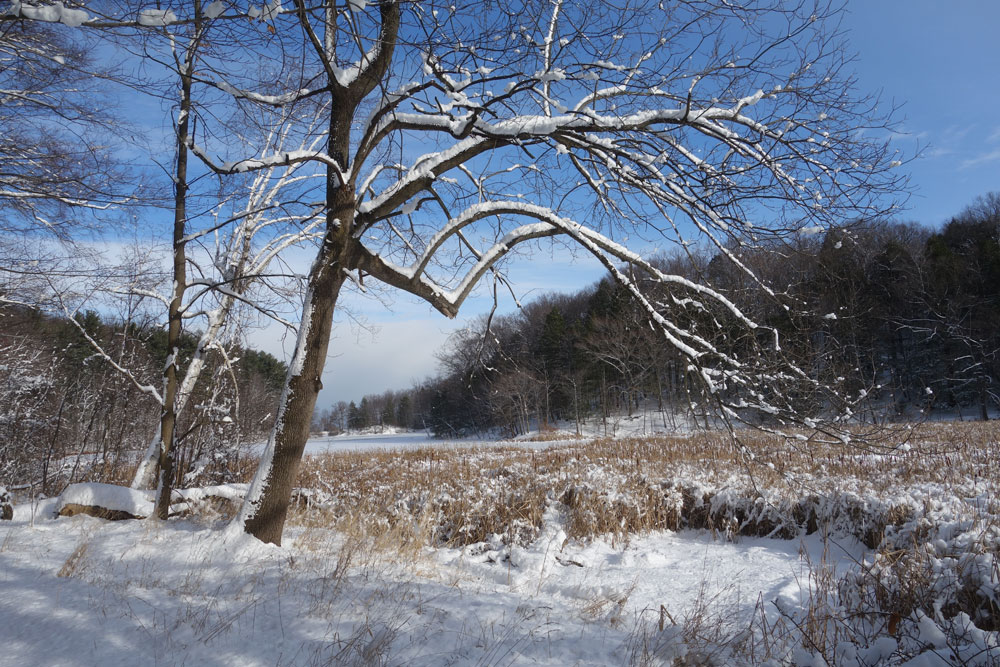 Snow covered tree near Lake Eastman in Durand Eastman Park