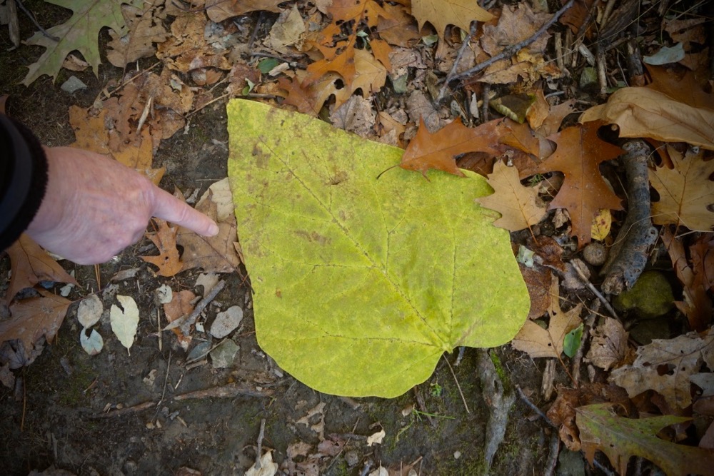Big leaf in woods near Lake Ontario