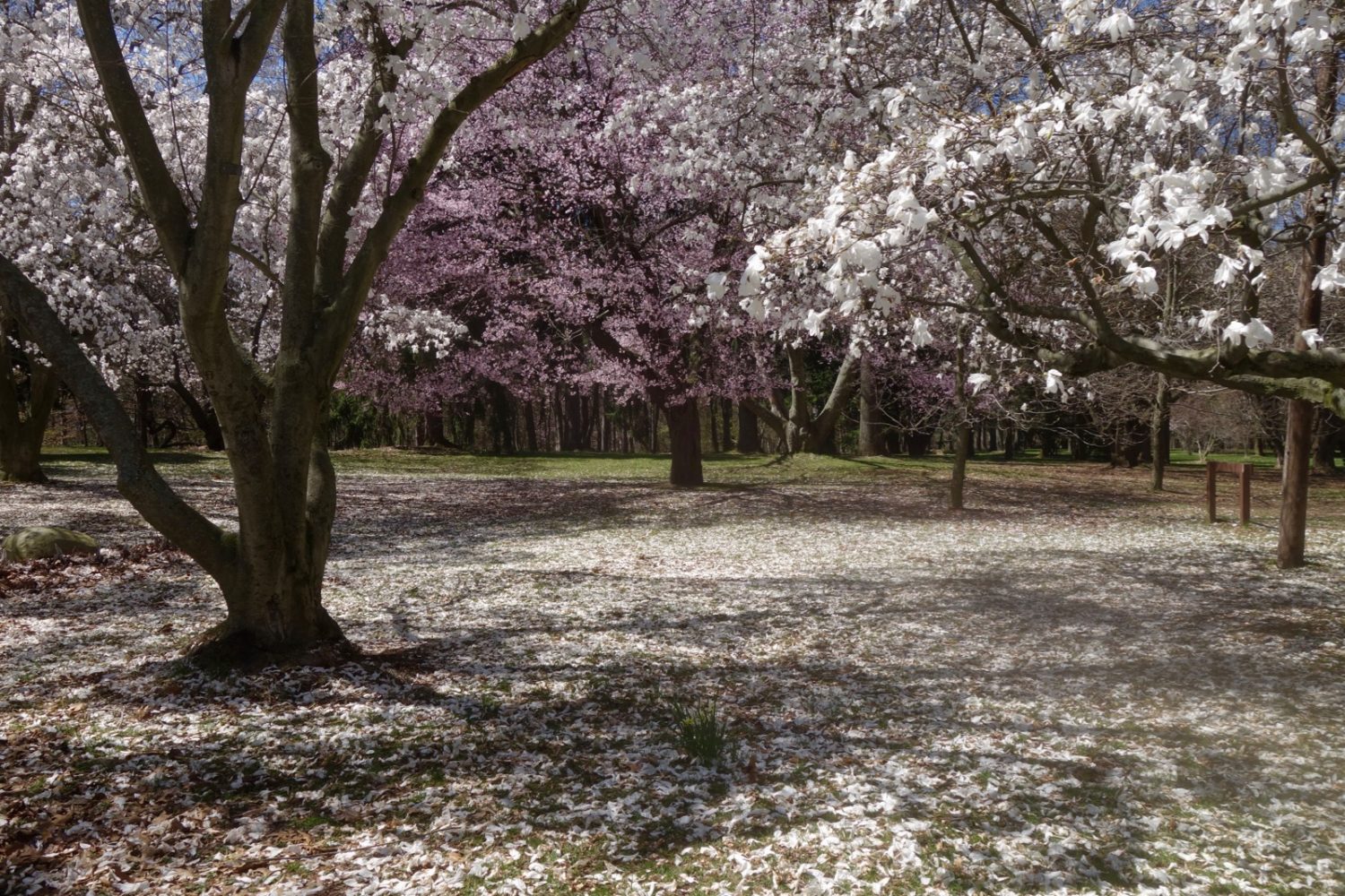 Magnolias in Durand Eastman Park at their peak.