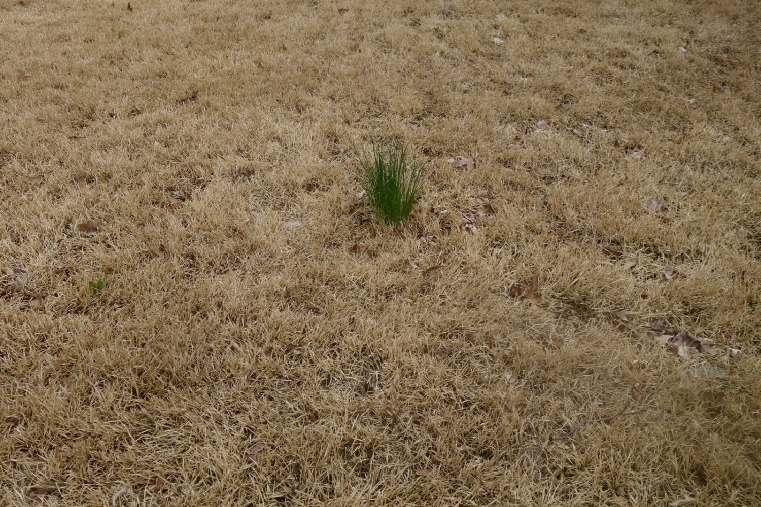 Green growth in brown lawn on Wisner