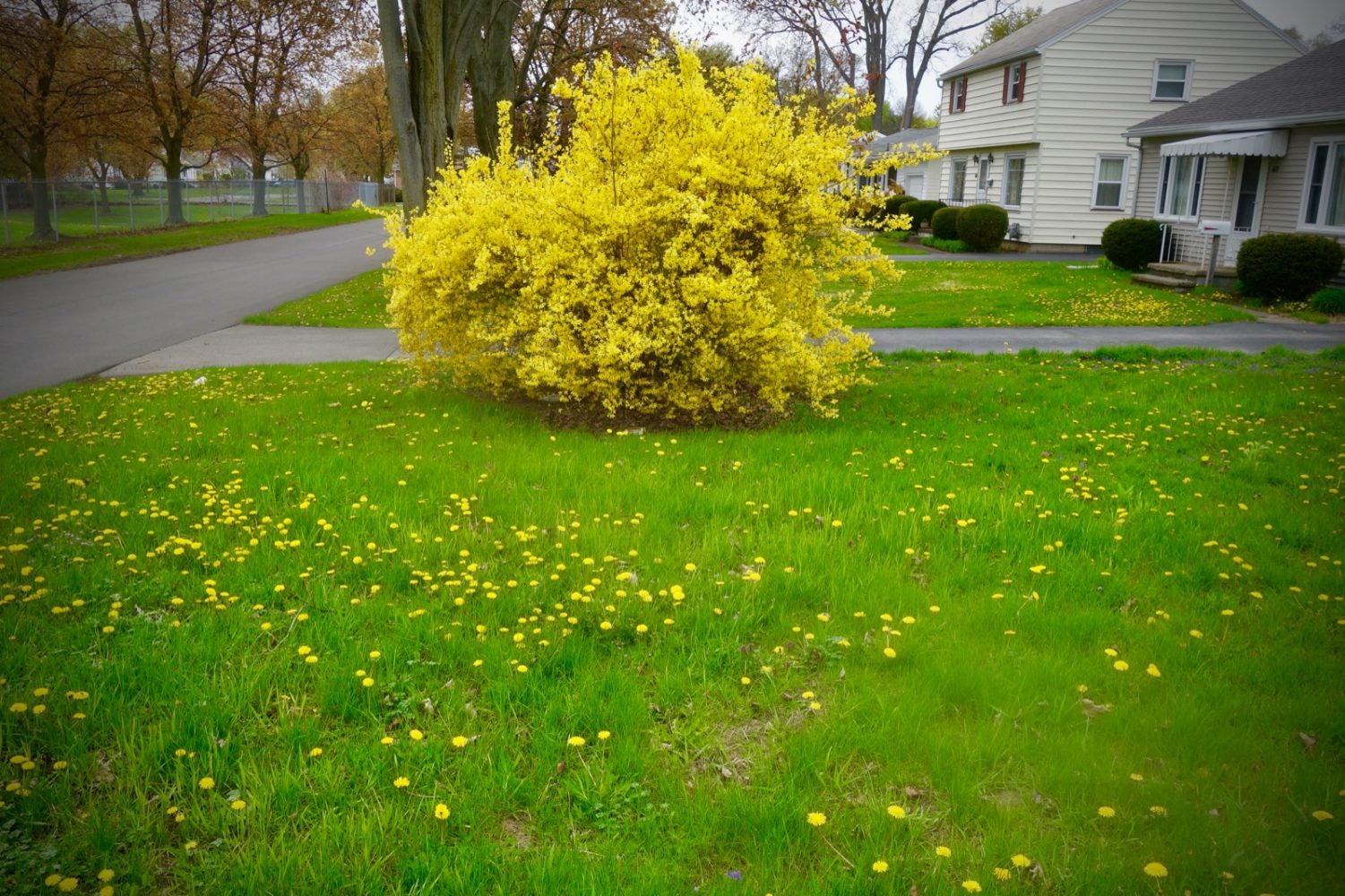 Dandelions and Forsythia in bloom on walk to Wegmans.