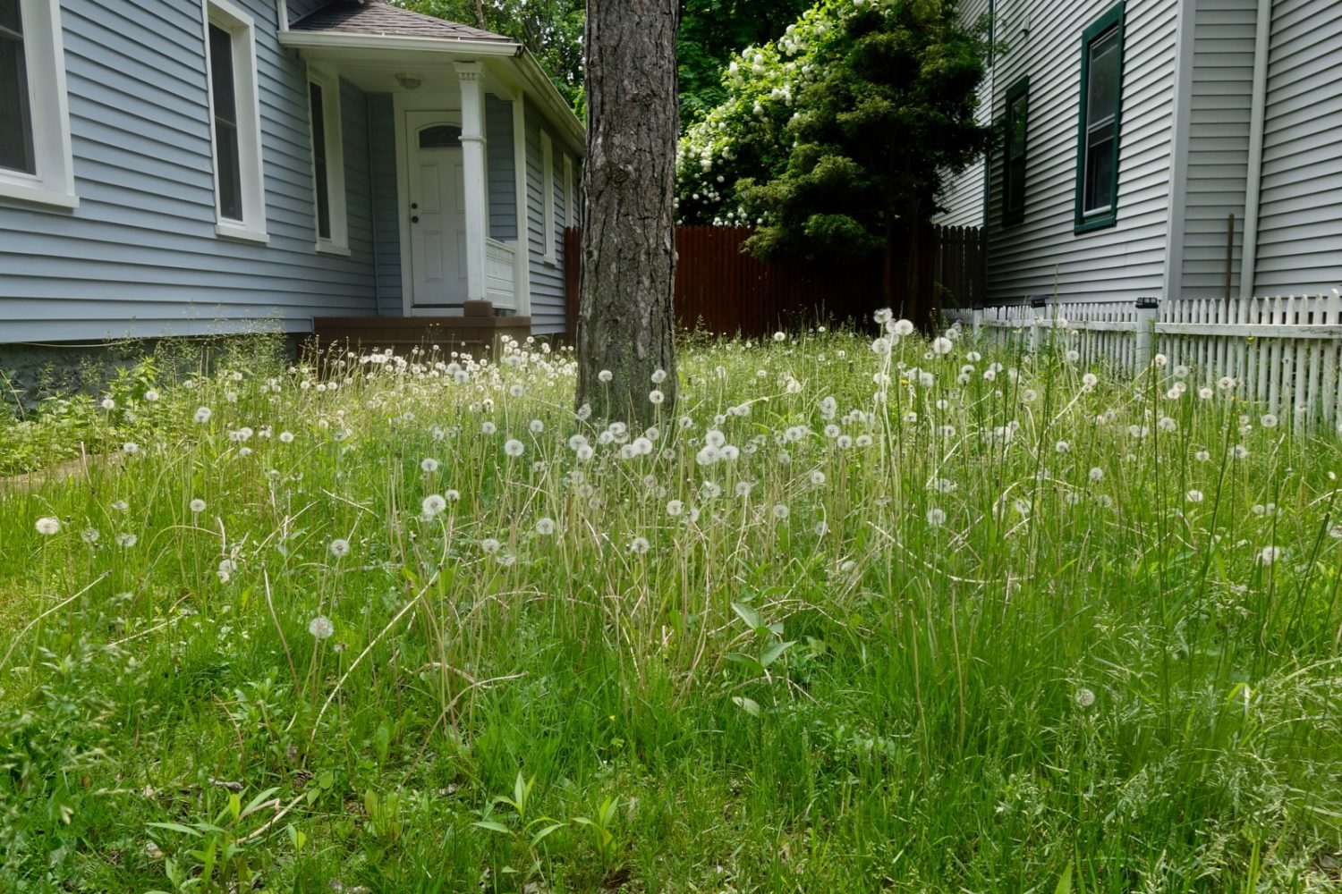 Dandelions in the South Wedge neighborhood of Rochester, New York