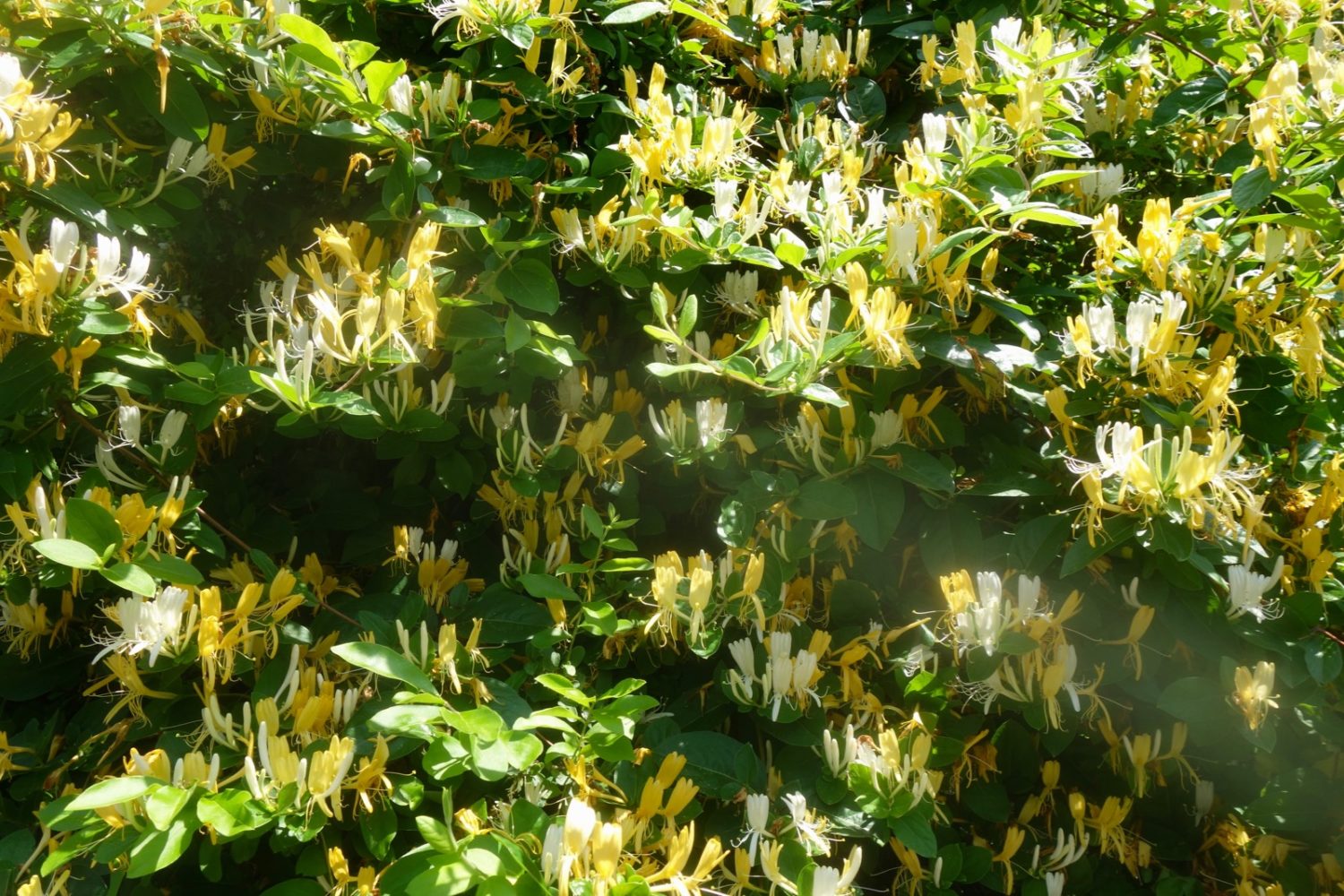 Honeysuckle bush on Hoffman Road