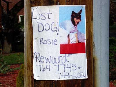 Lost Dog Sign