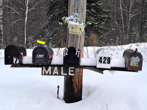 Male Boxes in the Adirondacks