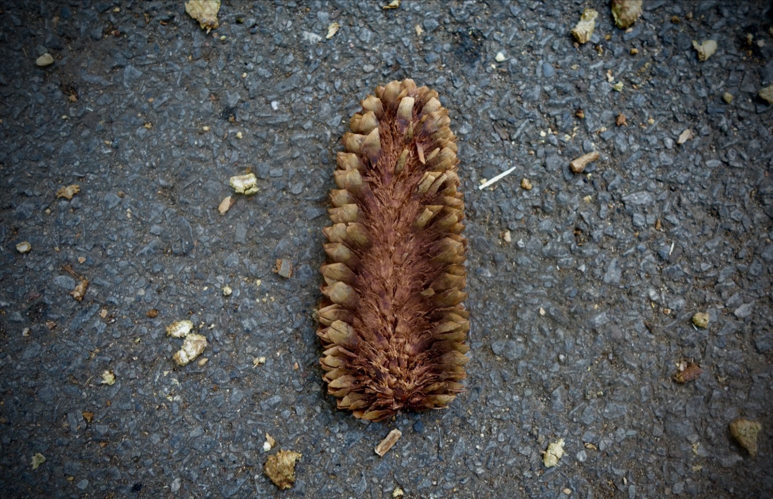 Virgin of Guadalupe pinecone
