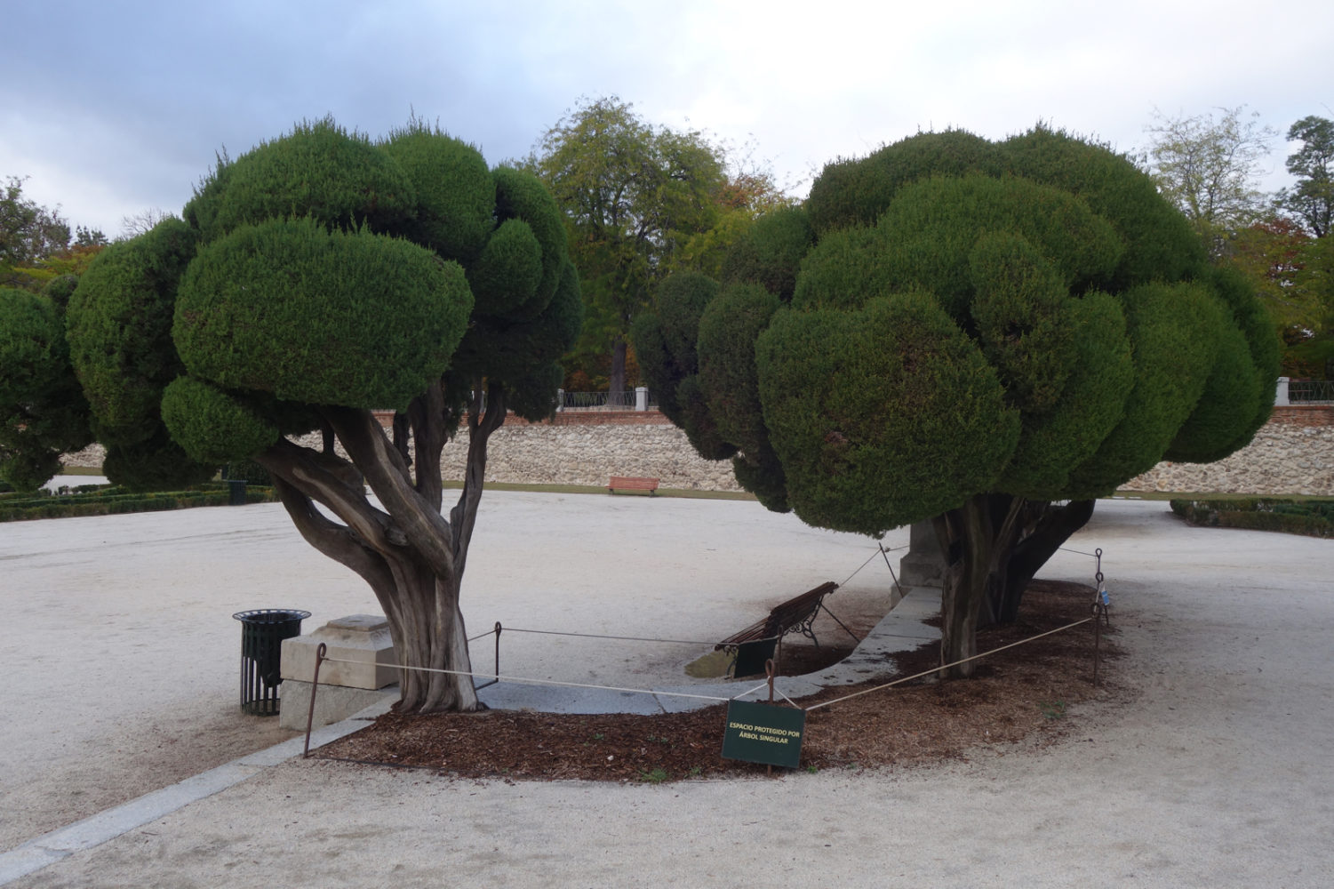 Trees in Retiro Park, Madrid.