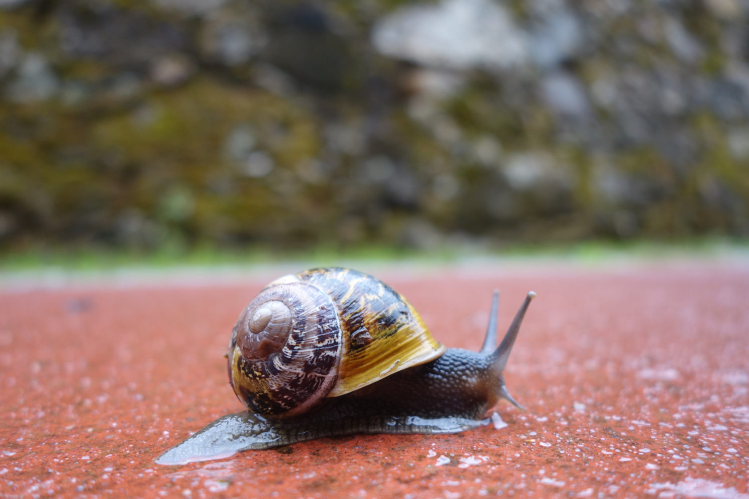 Snail crawling along the Ecopista in Portugal.