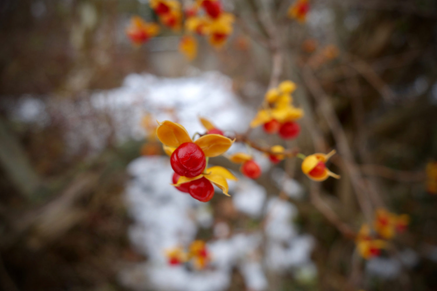 Bittersweet against early snow on Hoffman Road in Rochester, New York