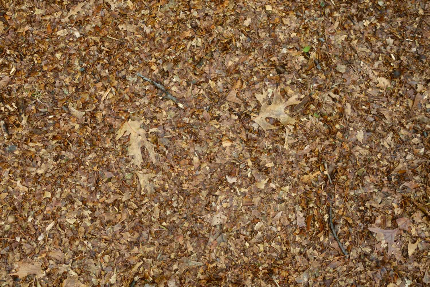 Mulched leaves in the back yard