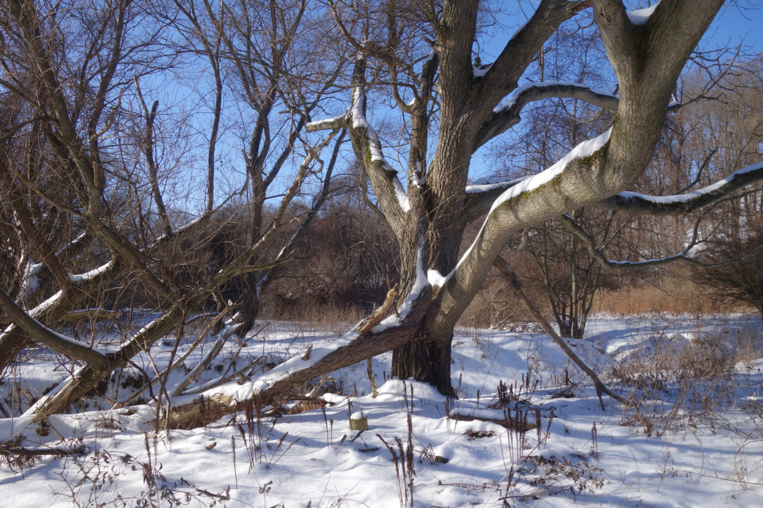 Snow covered trees near the creek at the end of Hoffman Road in Rochester, New York