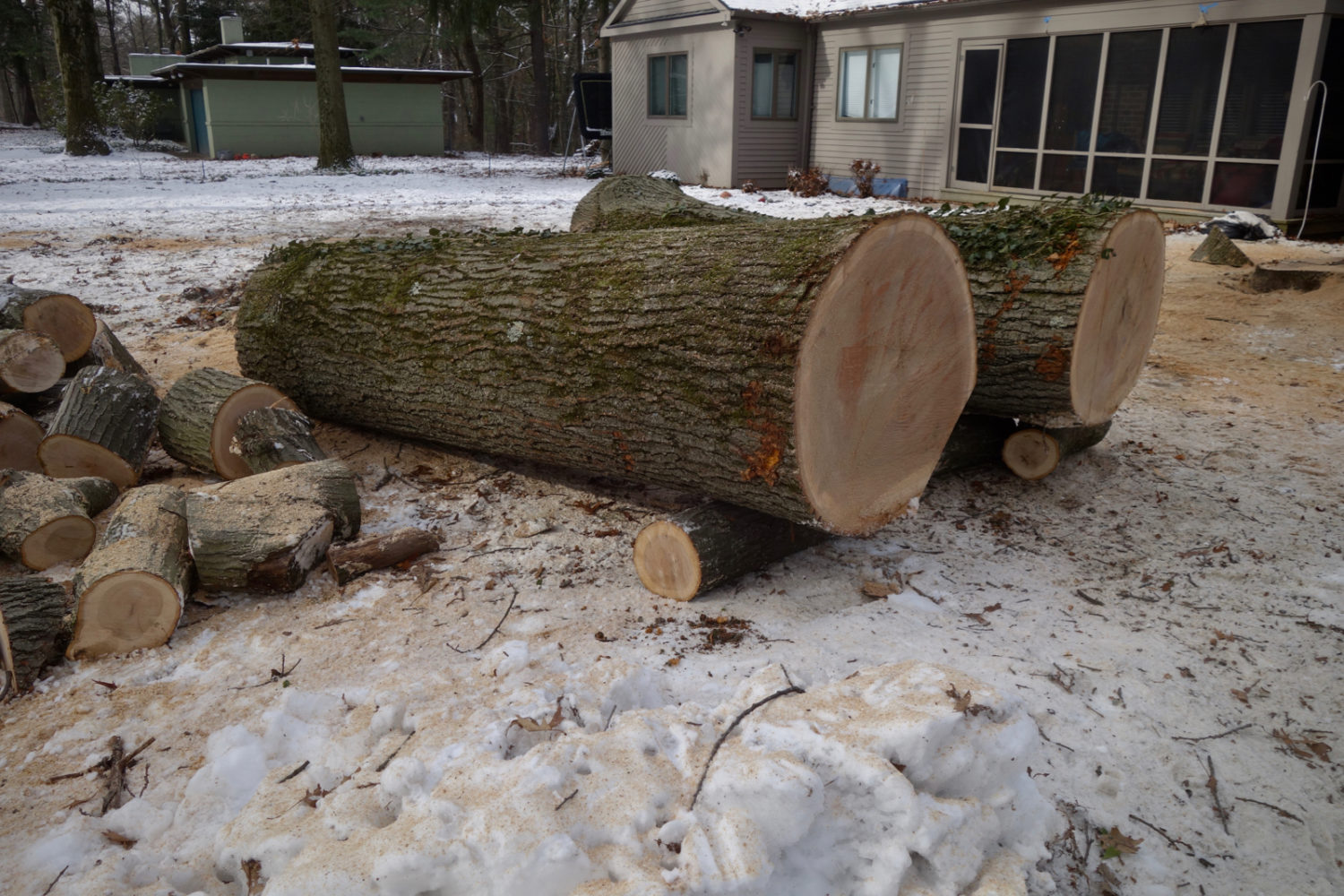 One hundred year old tree down in our neighbor's yard.