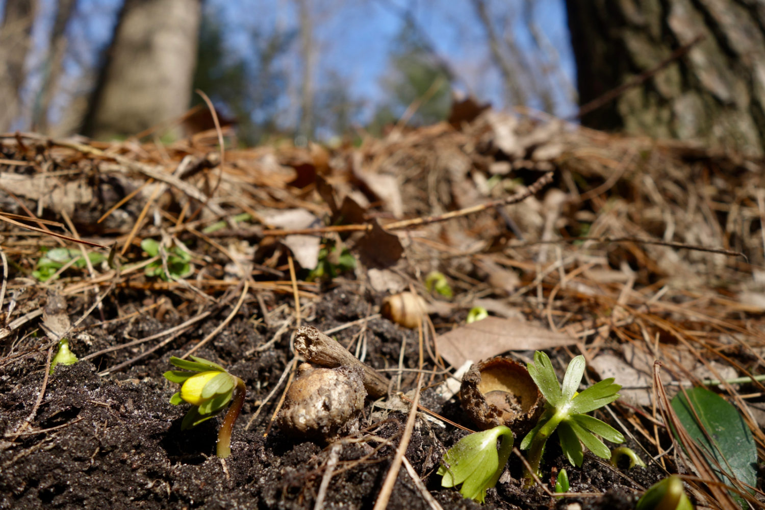 Winter Aconite just poking out of the ground on February 23, 2020