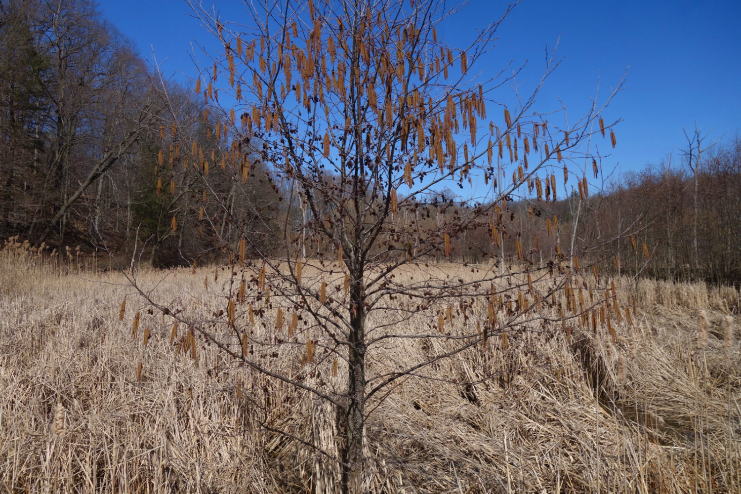 Common alder tree in marsh on Hoffman Road