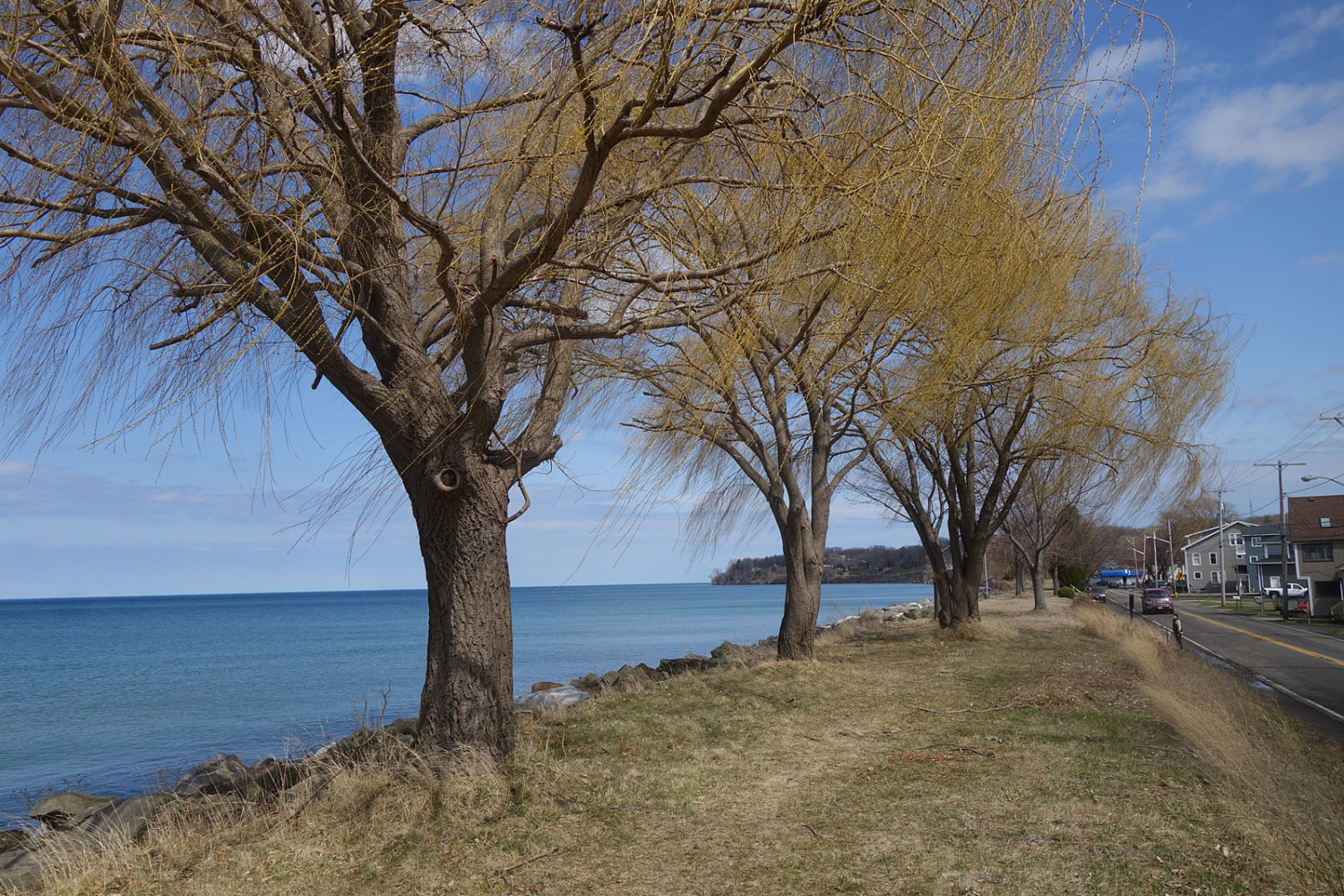 Willows along Lake Road in Webster