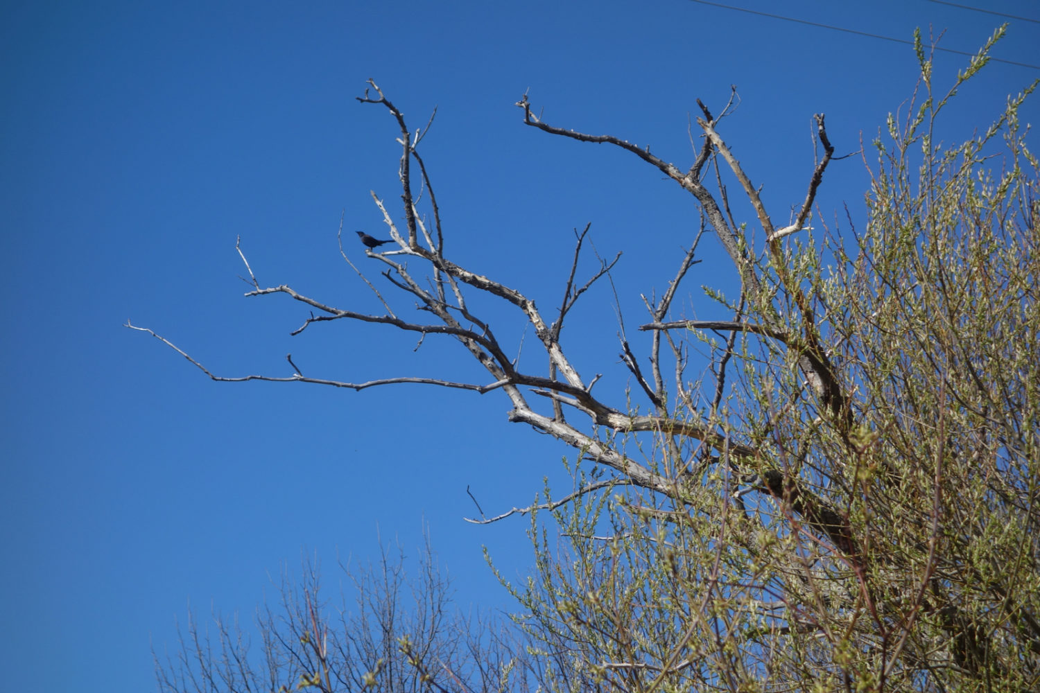 Black bird, blue sky. Hoffman marsh.