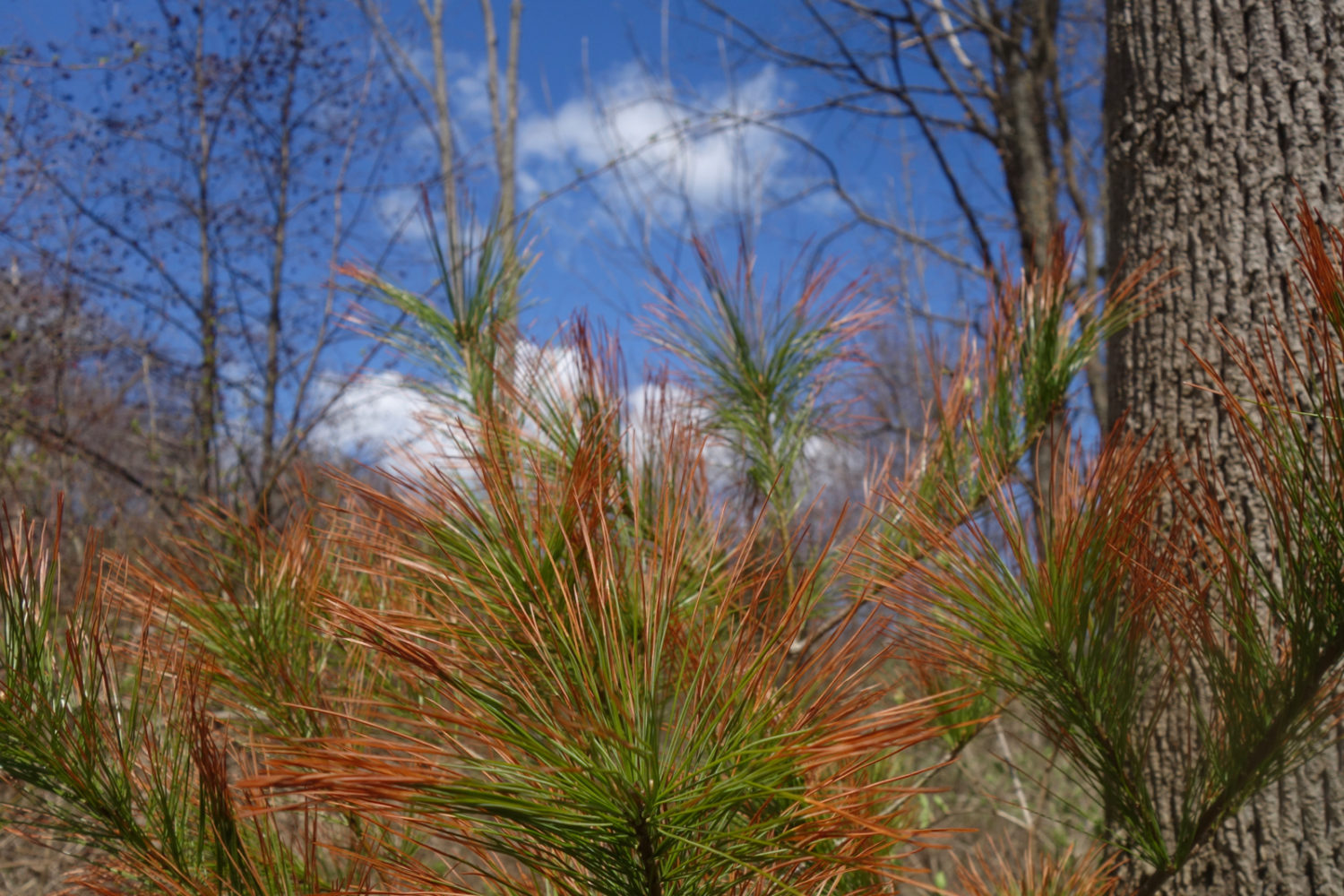 Two tone pine needles on small tree near the marsh on Hoffman Road