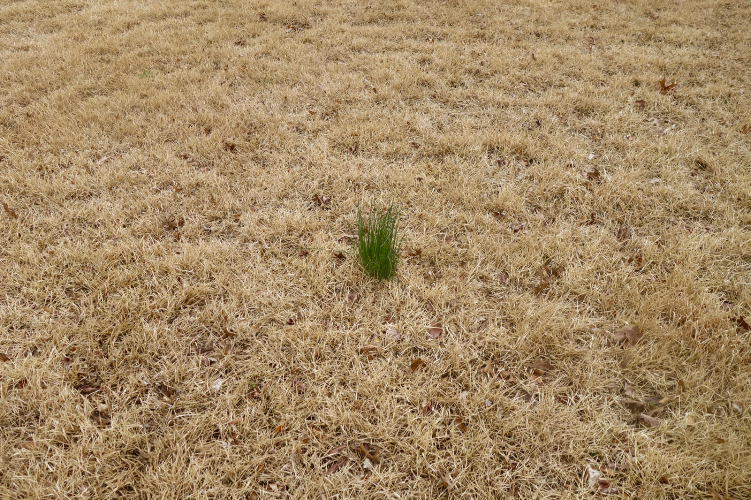 Green tuft of grass on a brown lawn on Wisner Road