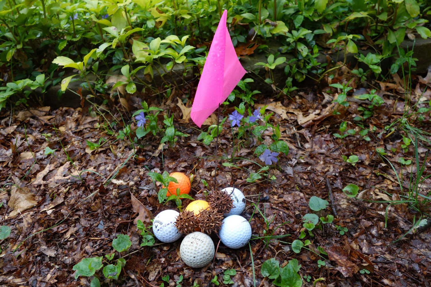 Pink flag, golf balls and Beech nuts