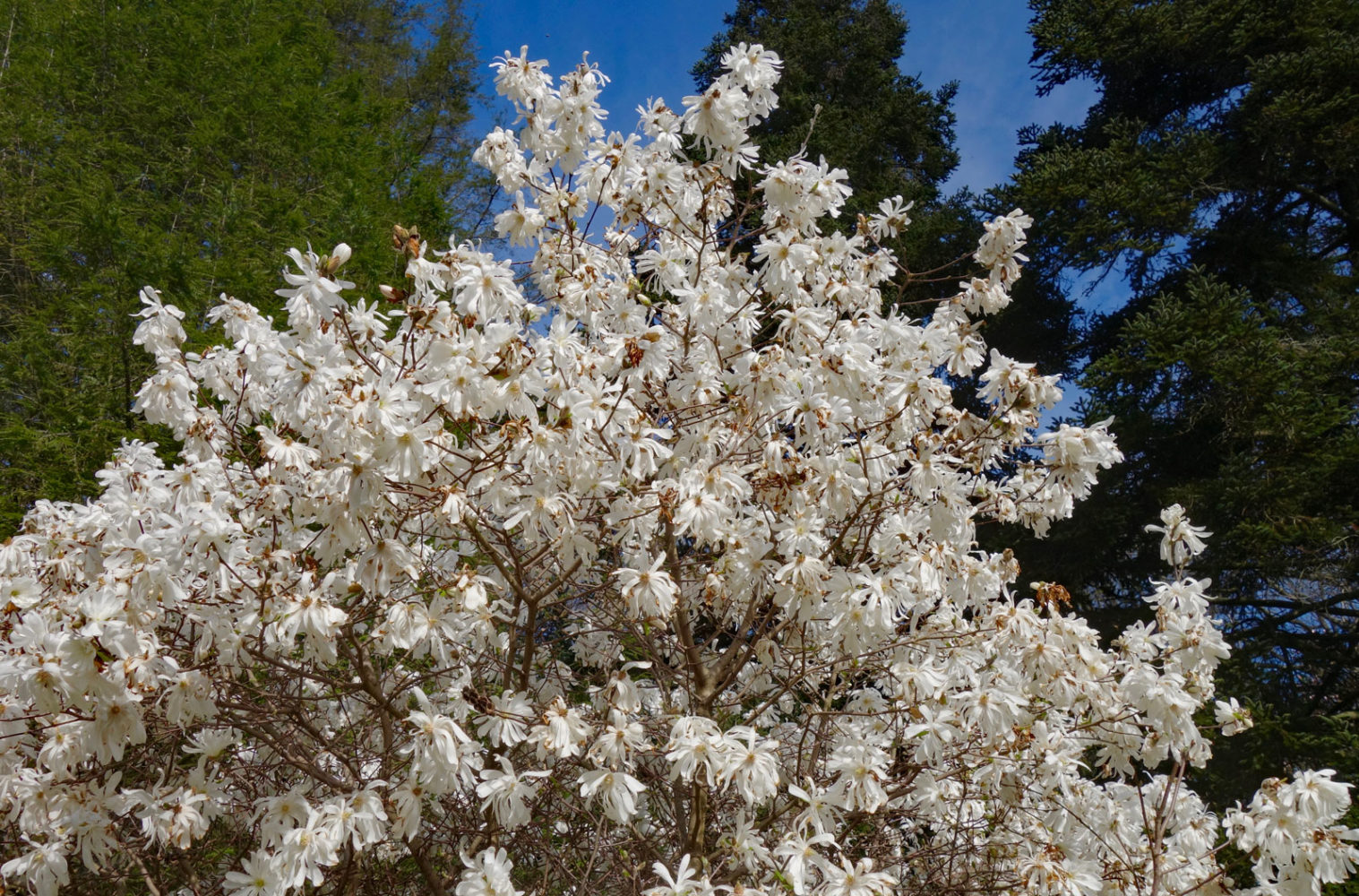 Snowy Magnolias against a blue sky