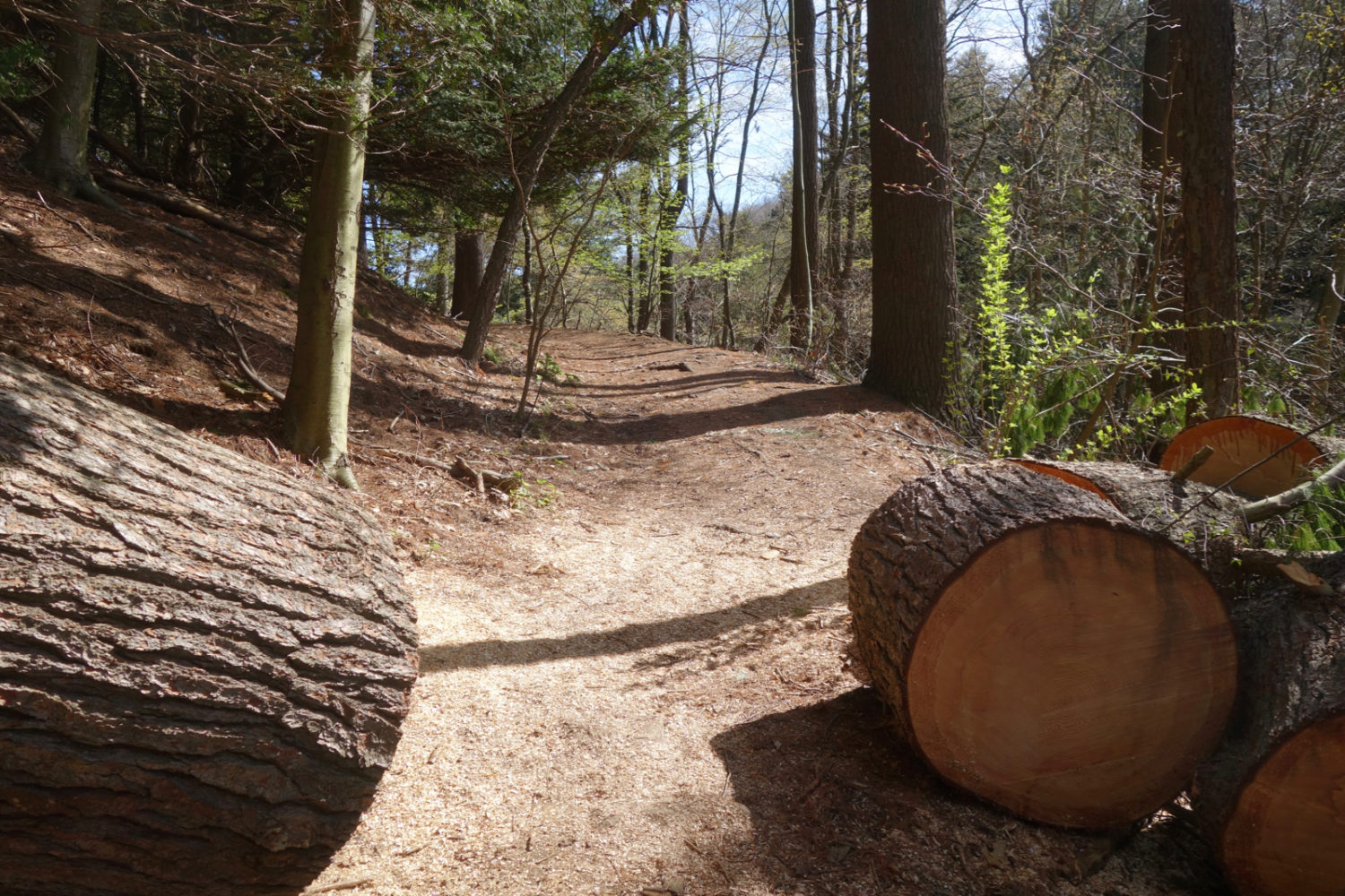Tree trunk cut along path in Durand Eastman