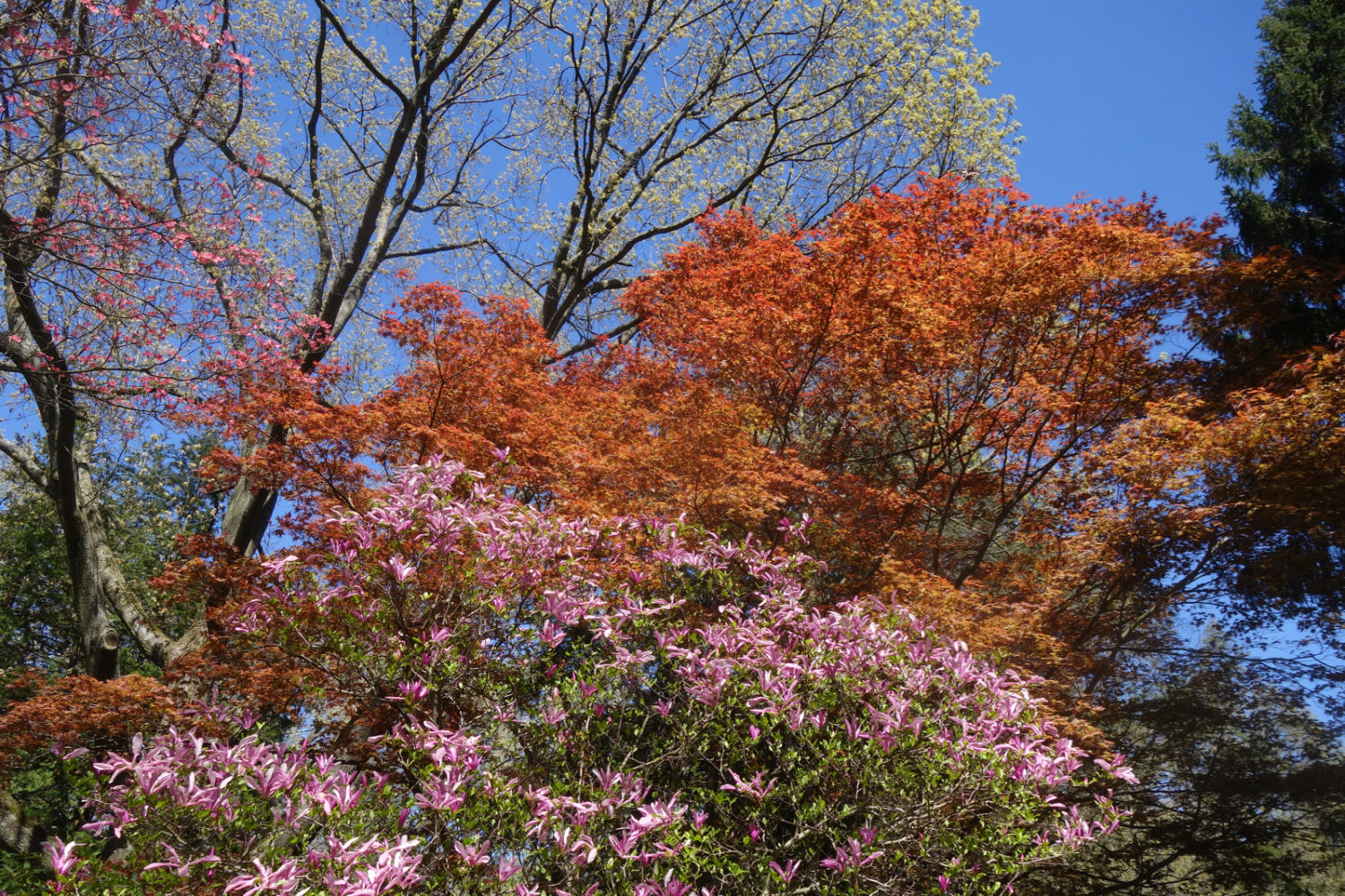 View above our neighbors' house in May