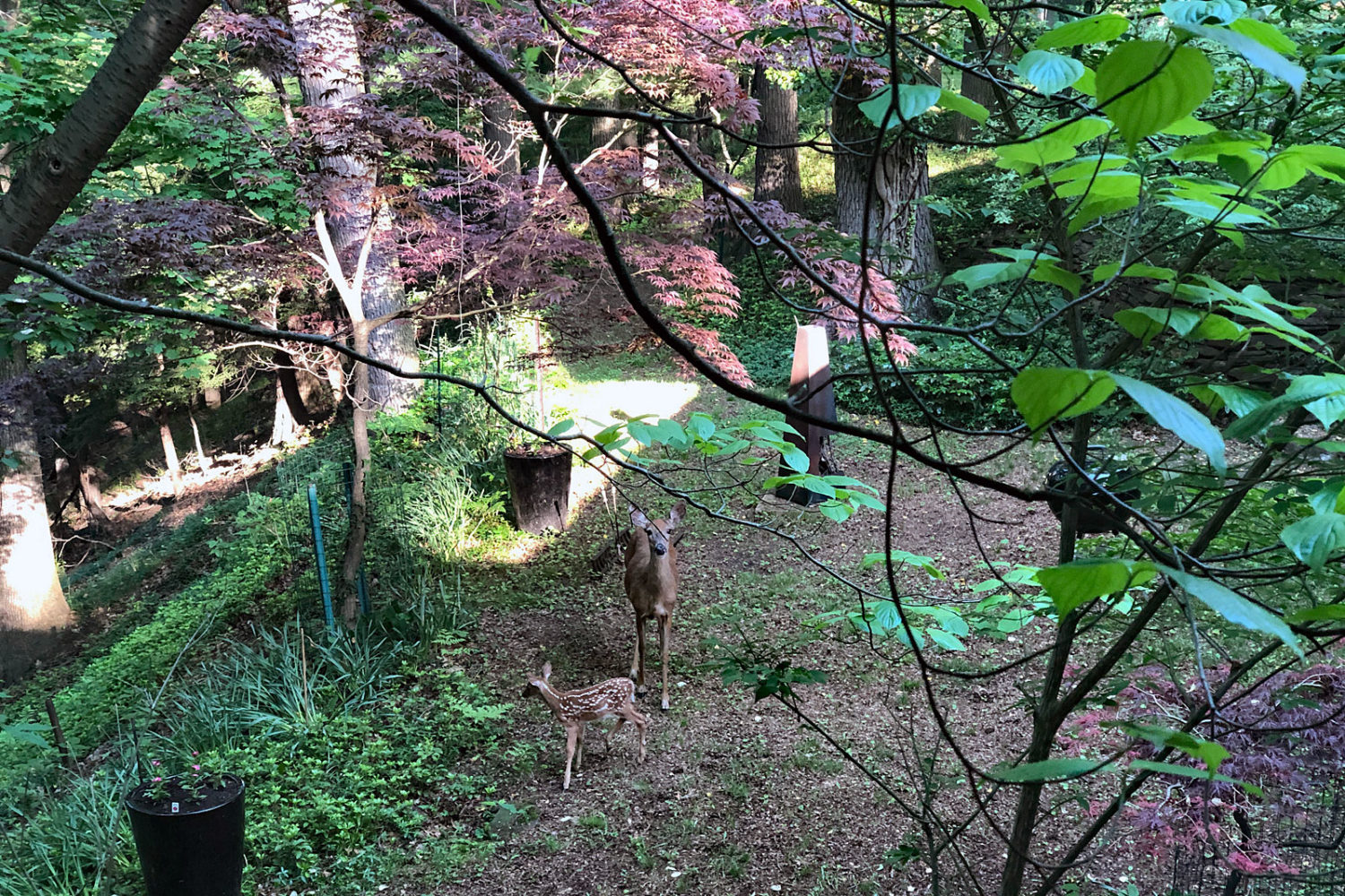 Doe with its fawn with its mother in our back yard. Photo by Peggi Fournier.mother in our back yard