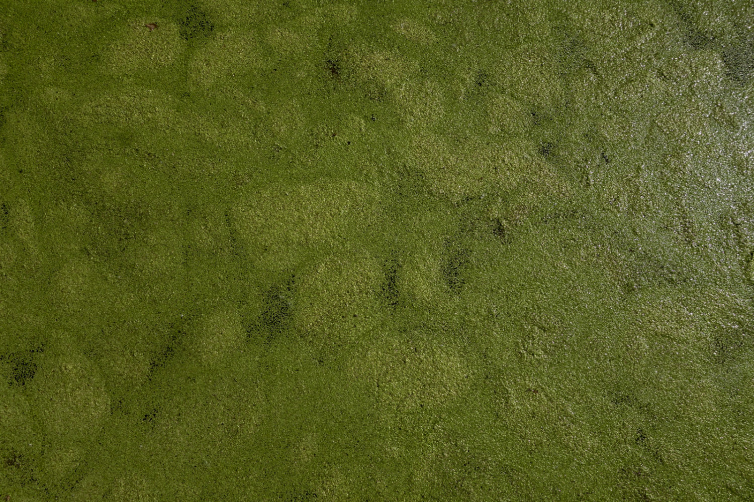 Green muck in Johnson Pond, Rochester New York